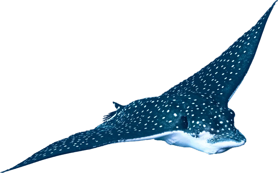 Gaint Manta Ray