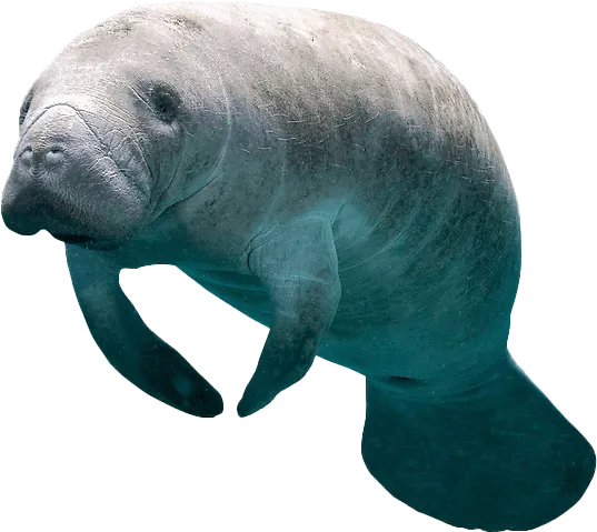 Florida Manatee