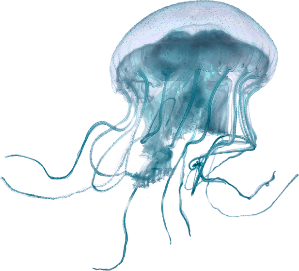 Moon Jellyfish
