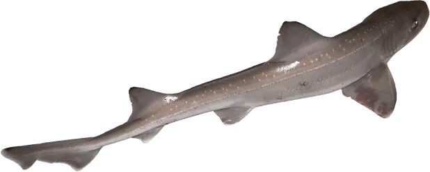 Starry Smooth-Hound Shark
