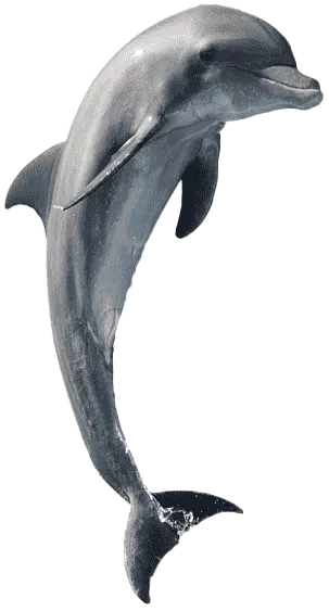 Rough-Toothed Dolphin