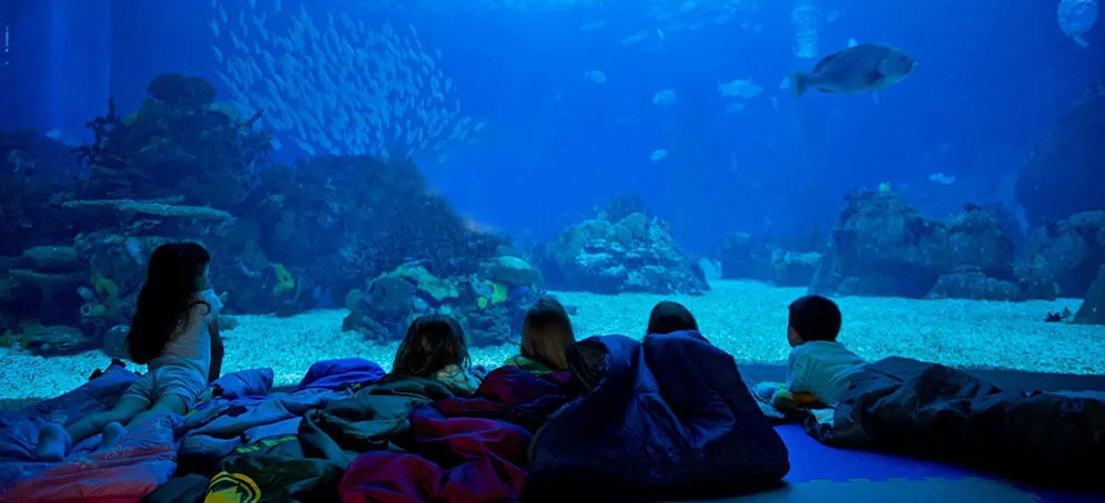 Kids sleeping with sharks